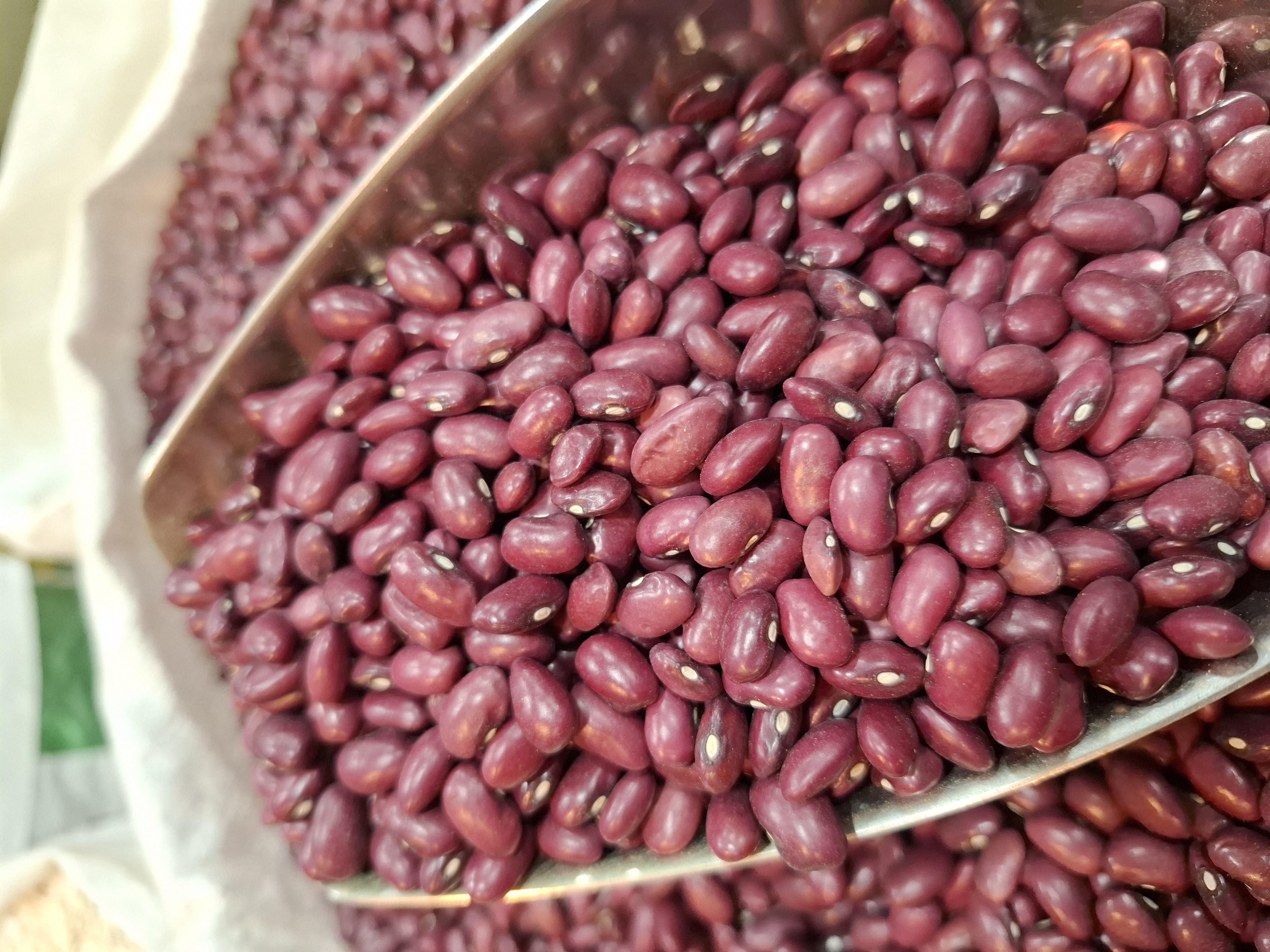 لوبیا قرمز درجه ۱ ایرانی اعلا