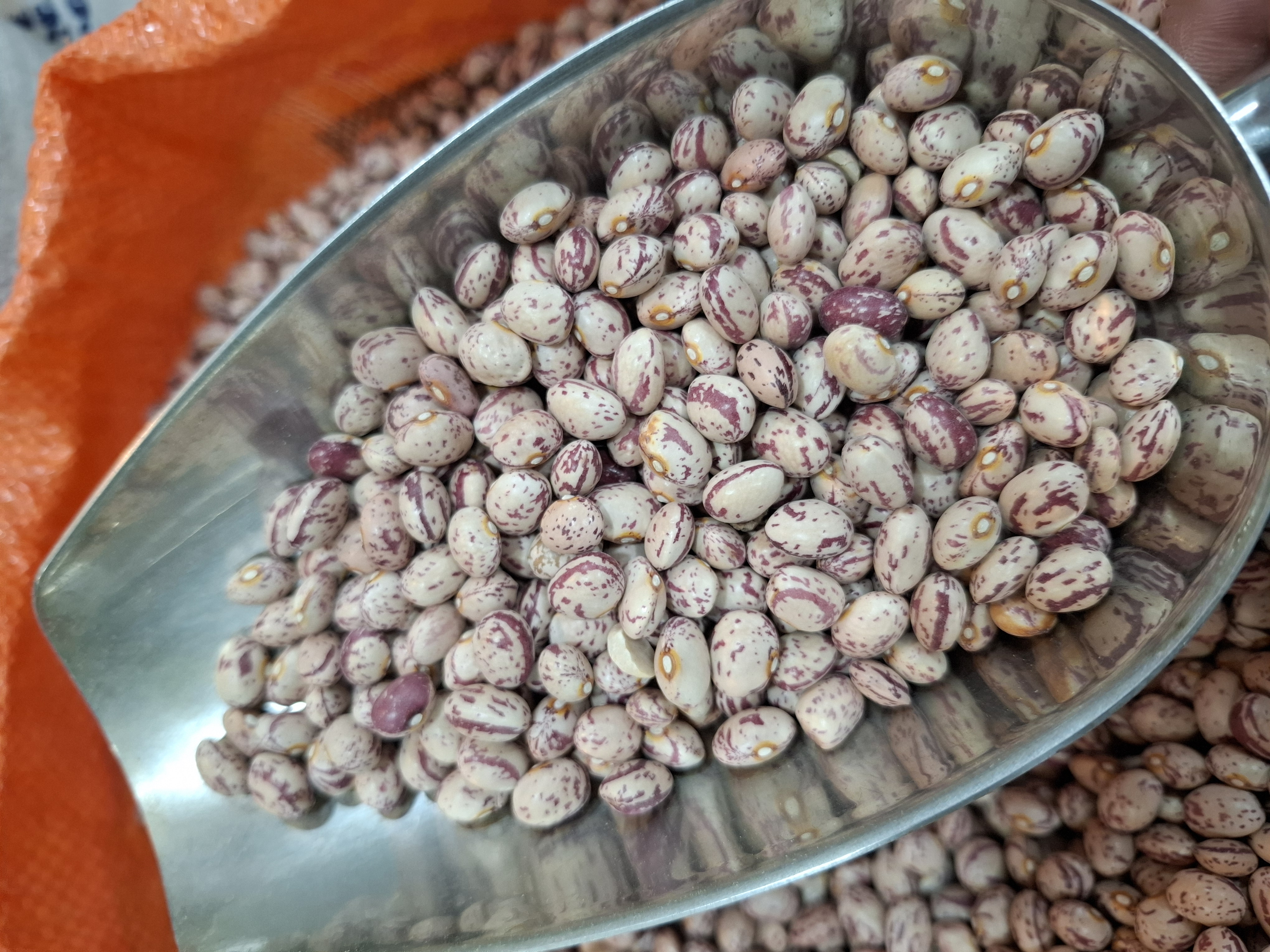 لوبیا چیتی ایرانی درجه اعلا زنجان