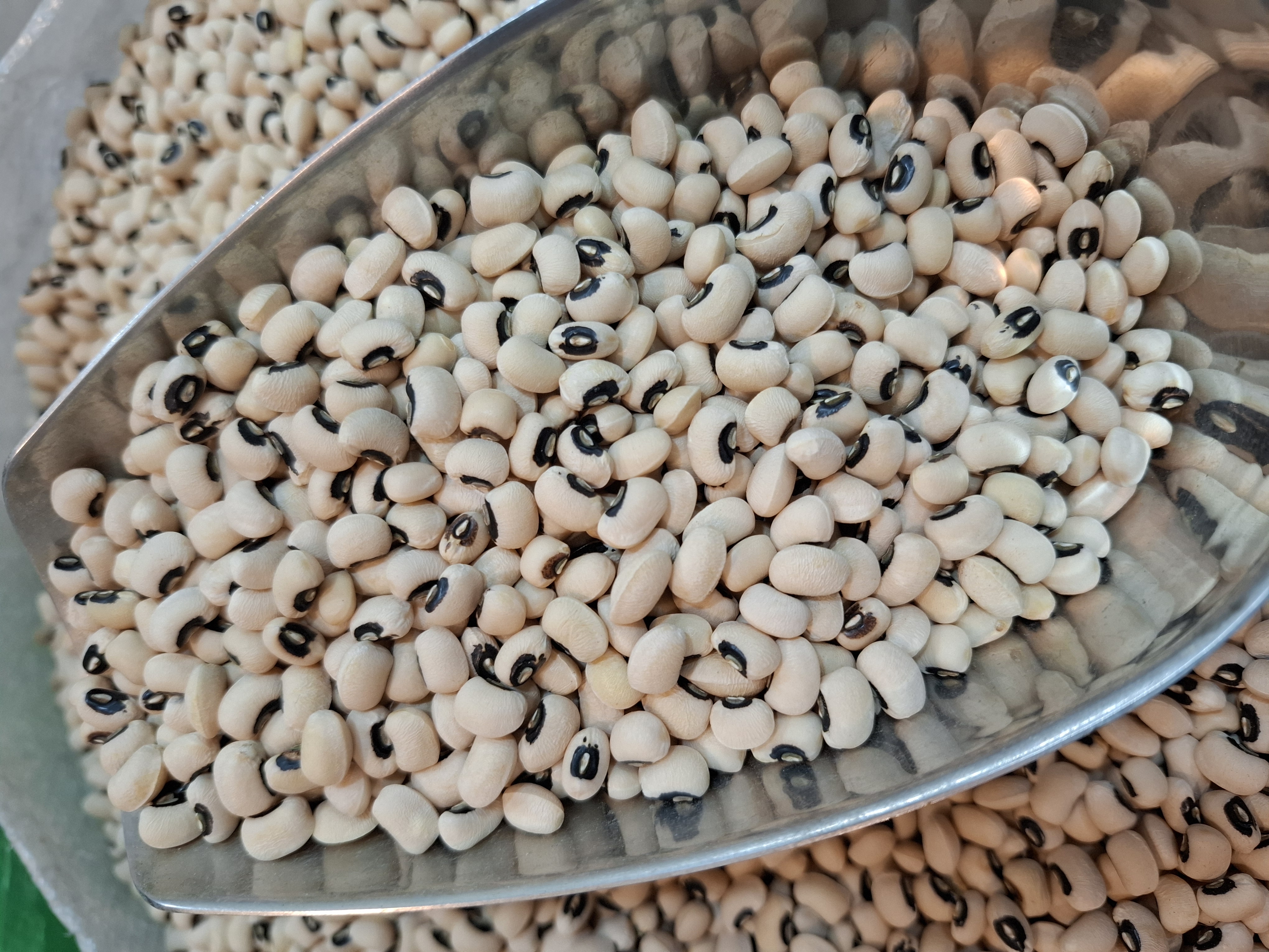 لوبیا چشم بلبلی درجه ۱ اعلا